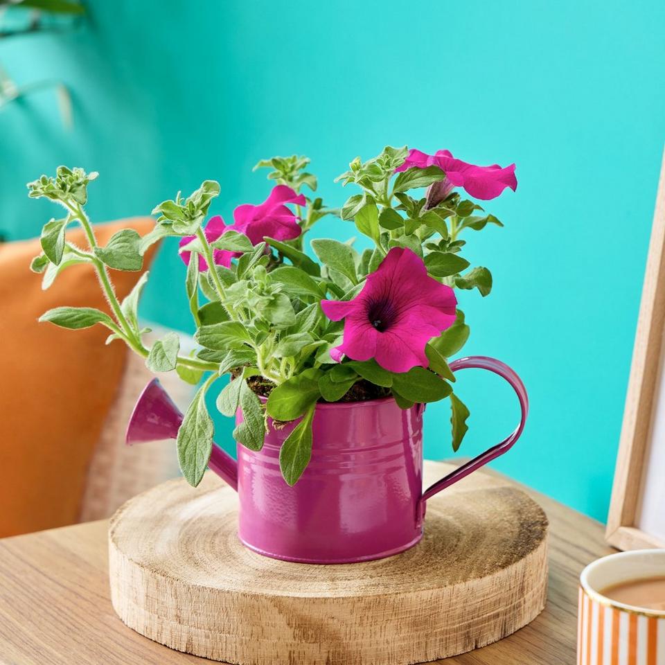 Happy Petunia Watering Can