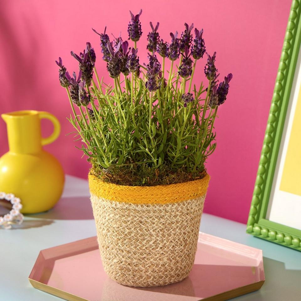 Lovely Lavender
