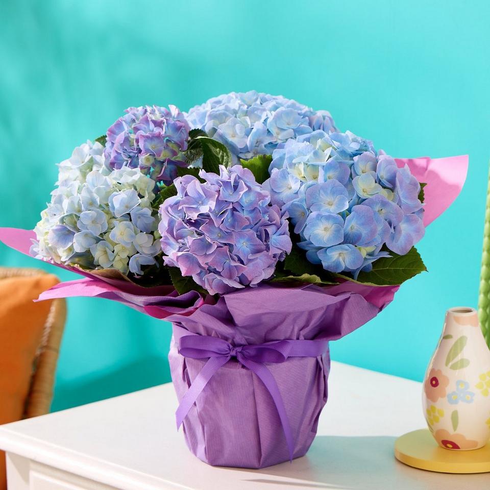 Happy Hydrangea - Plant Of The Month