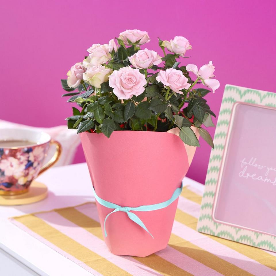 Most Special Mum Rose Plant