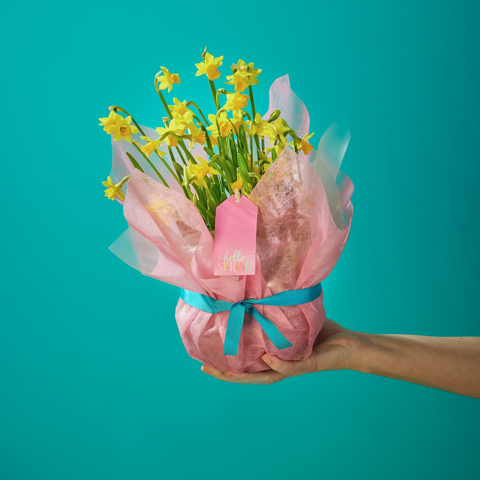 Gift-Wrapped Narcissi image