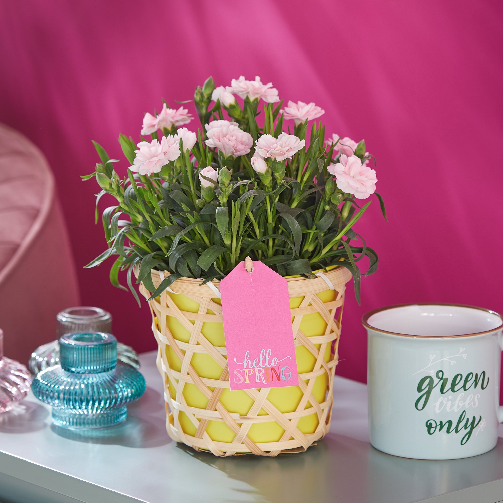 Click to view product details and reviews for Dianthus Delight. Click to view product details and reviews for Dianthus Delight.