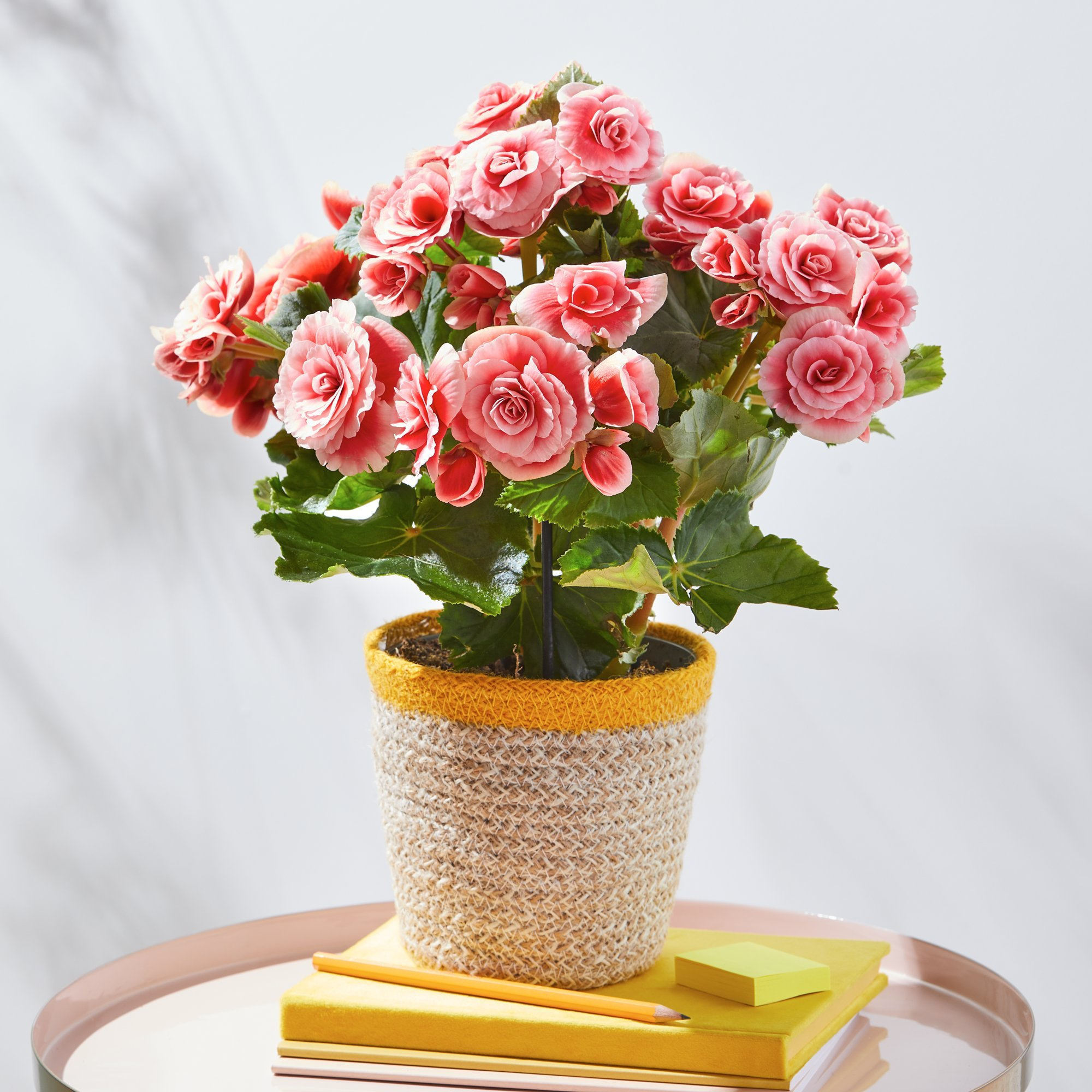 Beautiful Begonia Basket image