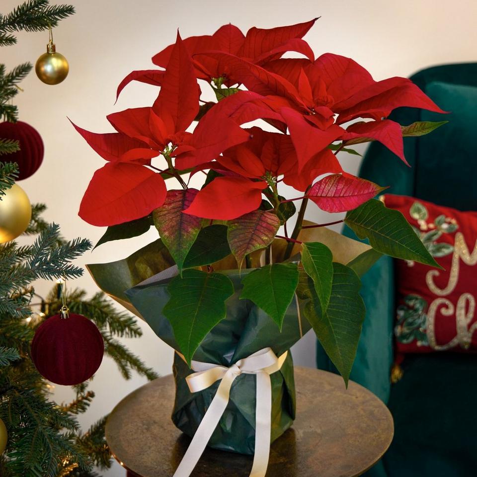 Perfect Poinsettia