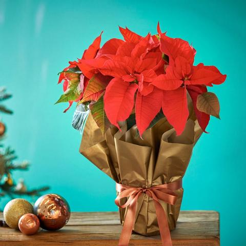 Perfect Poinsettia