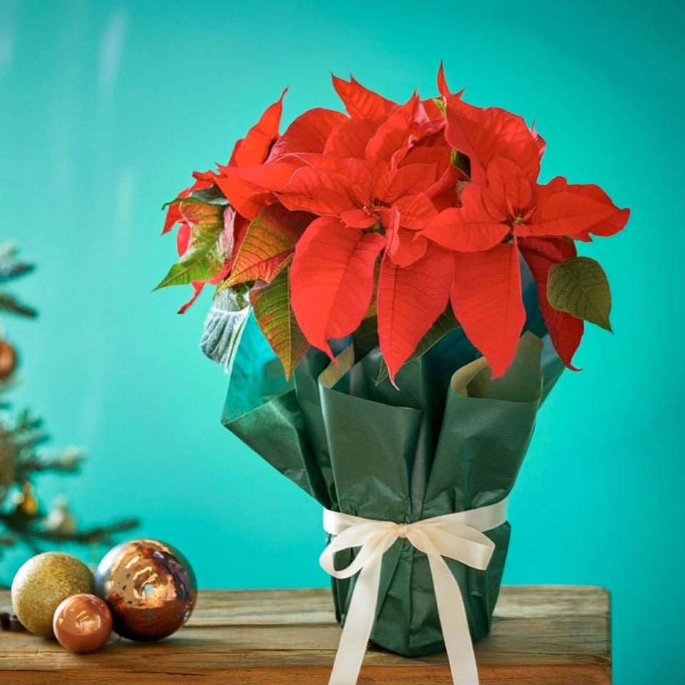 Perfect Poinsettia