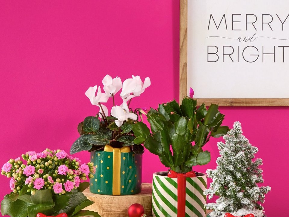 A Christmas plant gift set in a festive planter