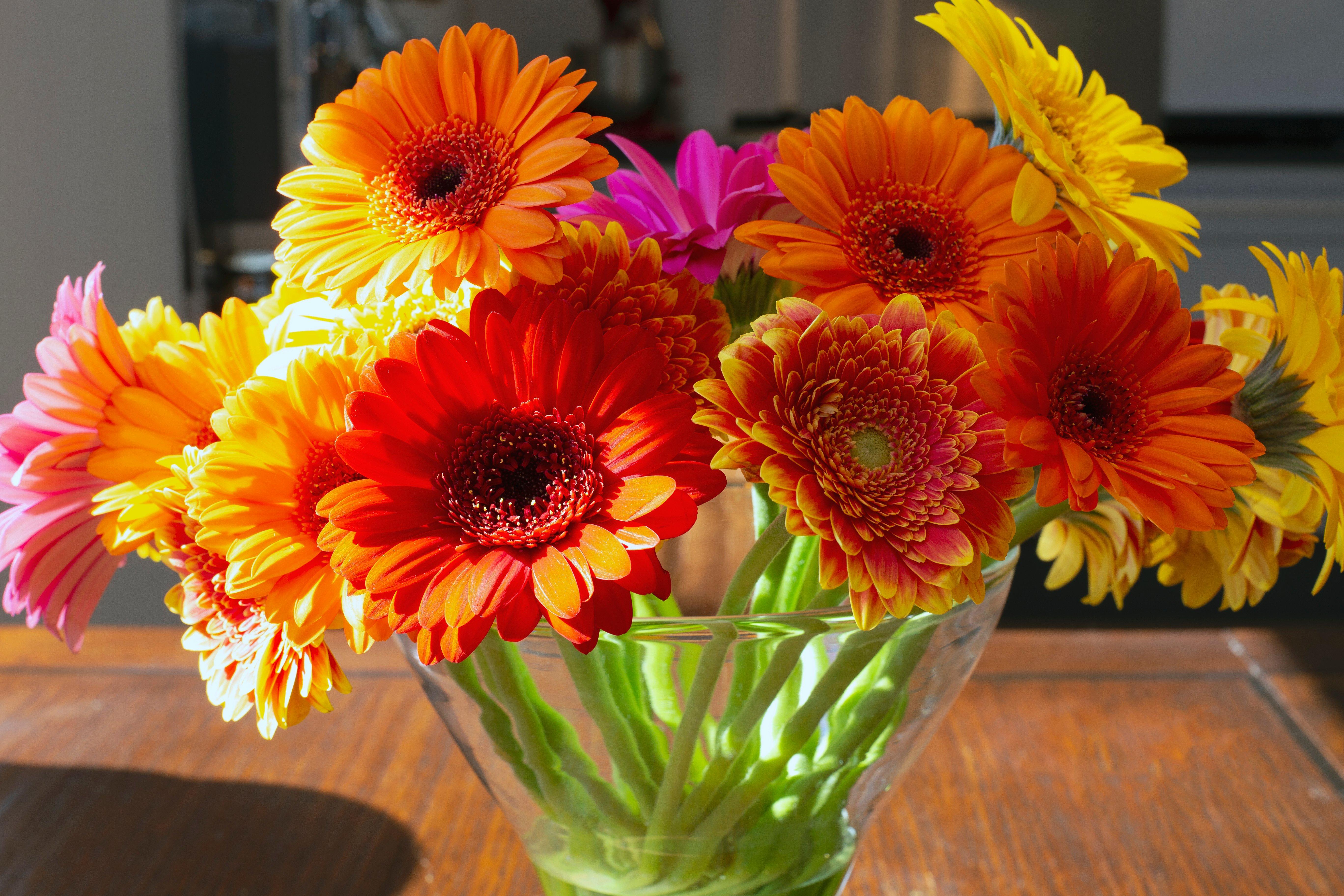 Gerberas