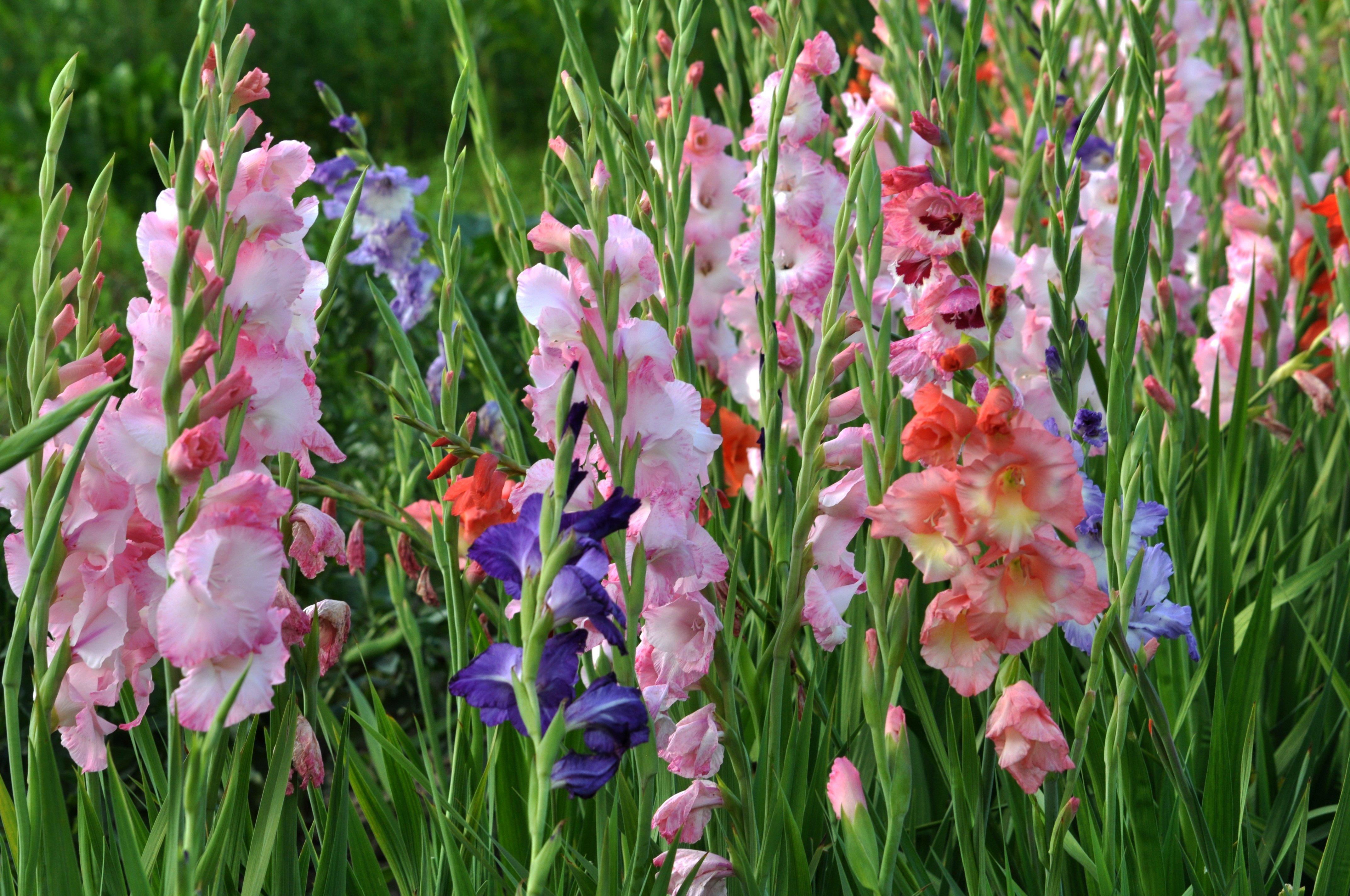 Gladioli
