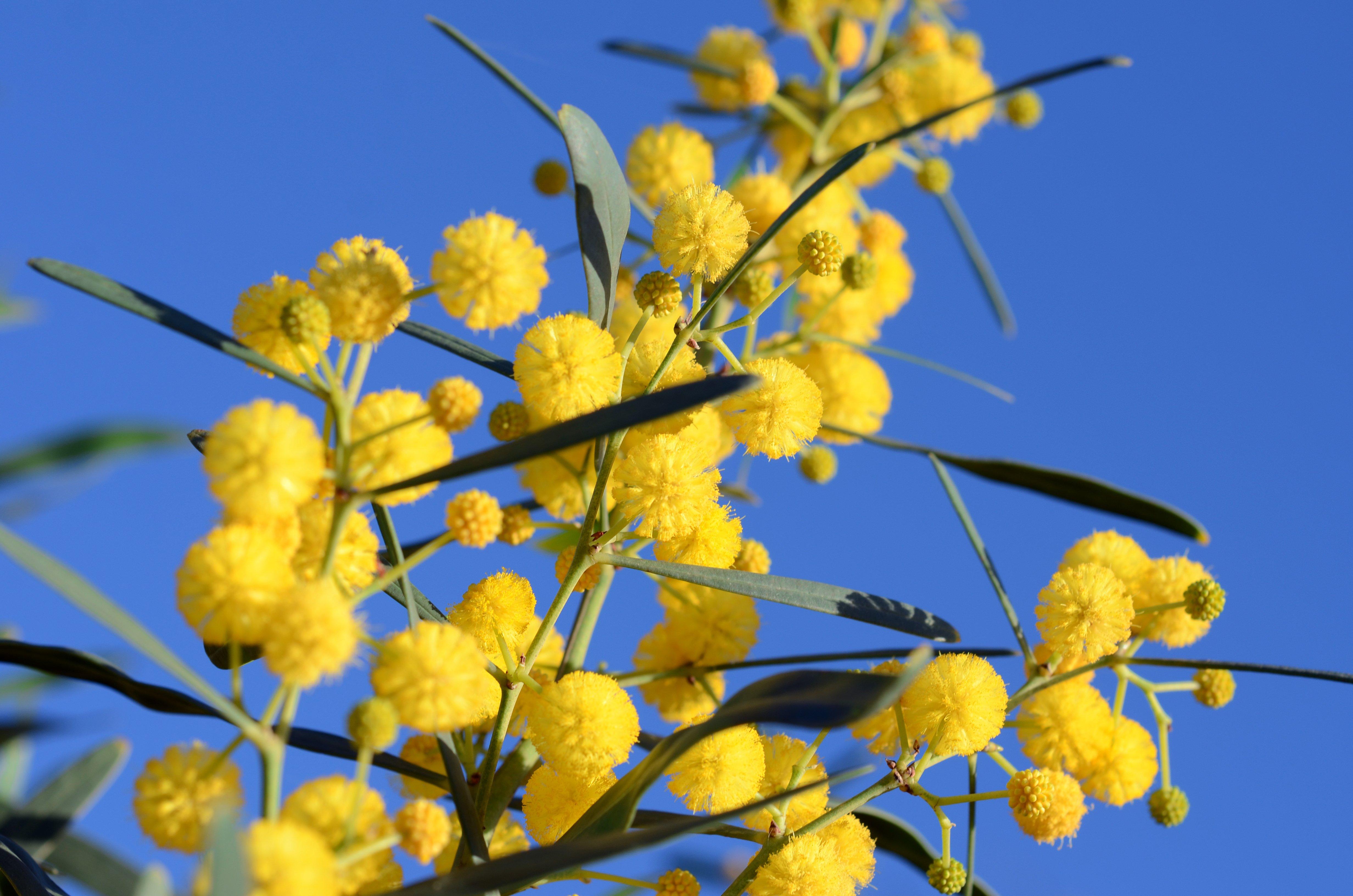 Golden Wattle
