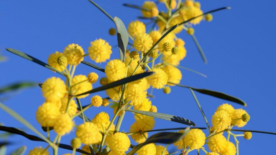 Golden Wattle