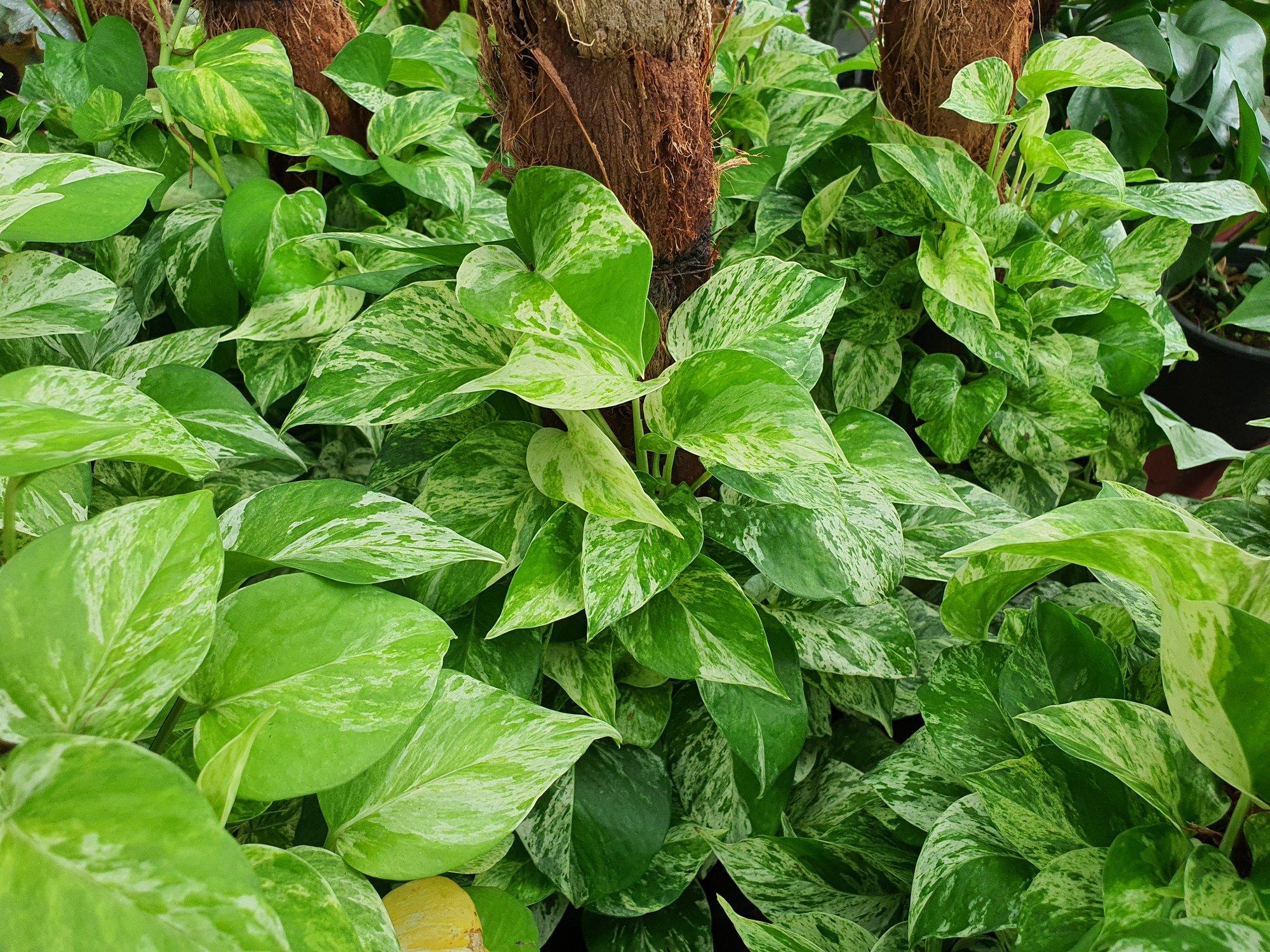 Golden-Pothos