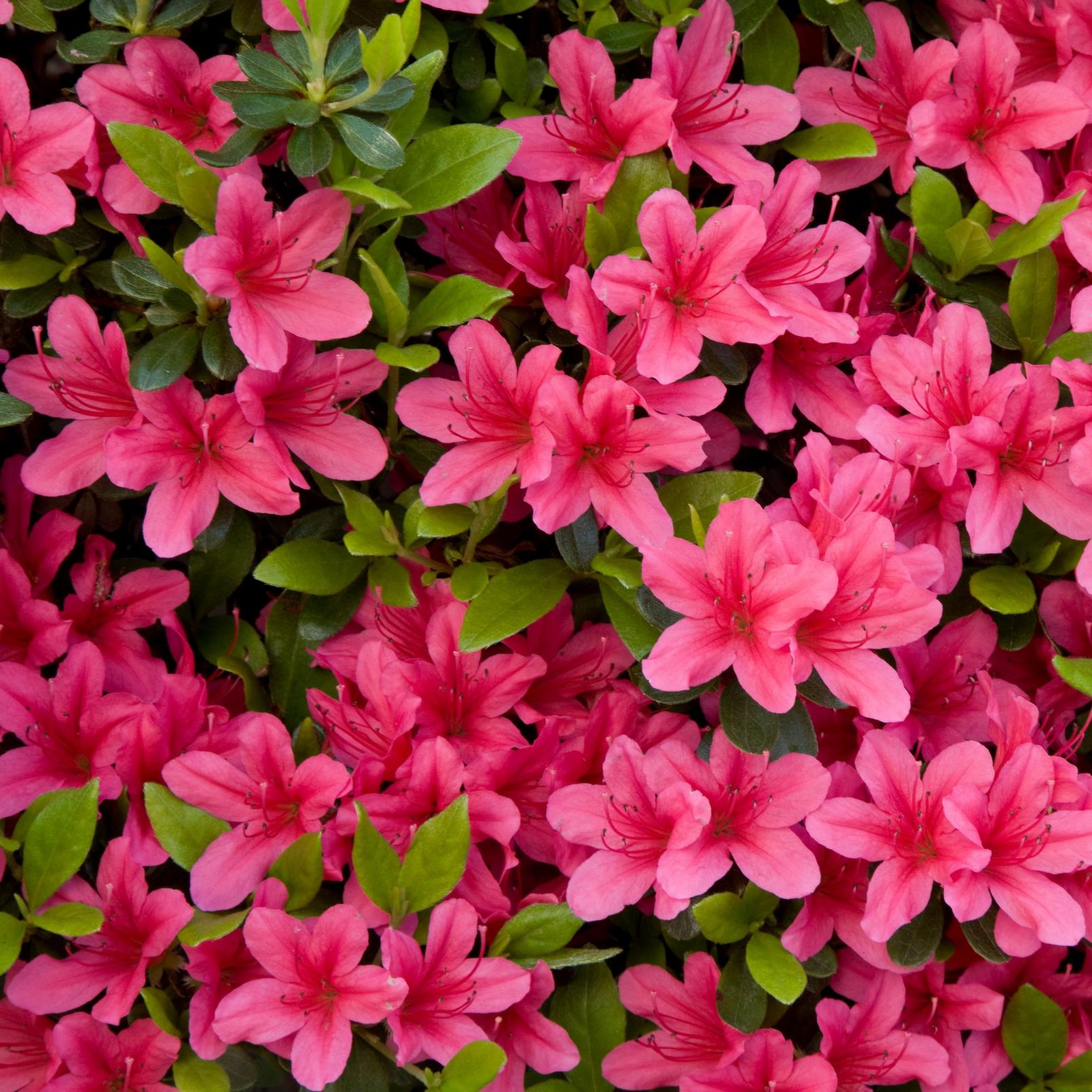 Group_of_bright_pink_azalea_with_leaves