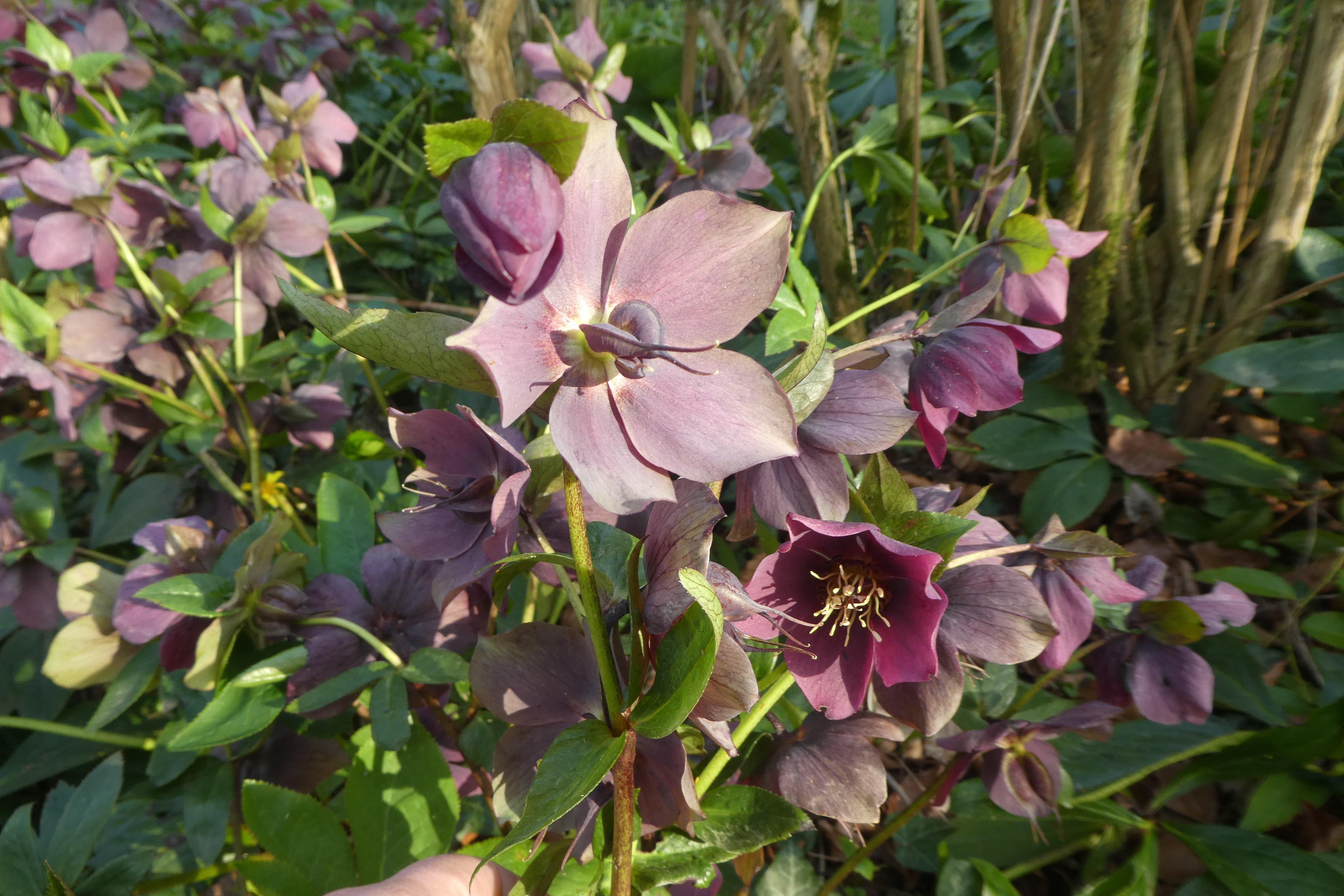 Group_of_ight_purple_hellebores