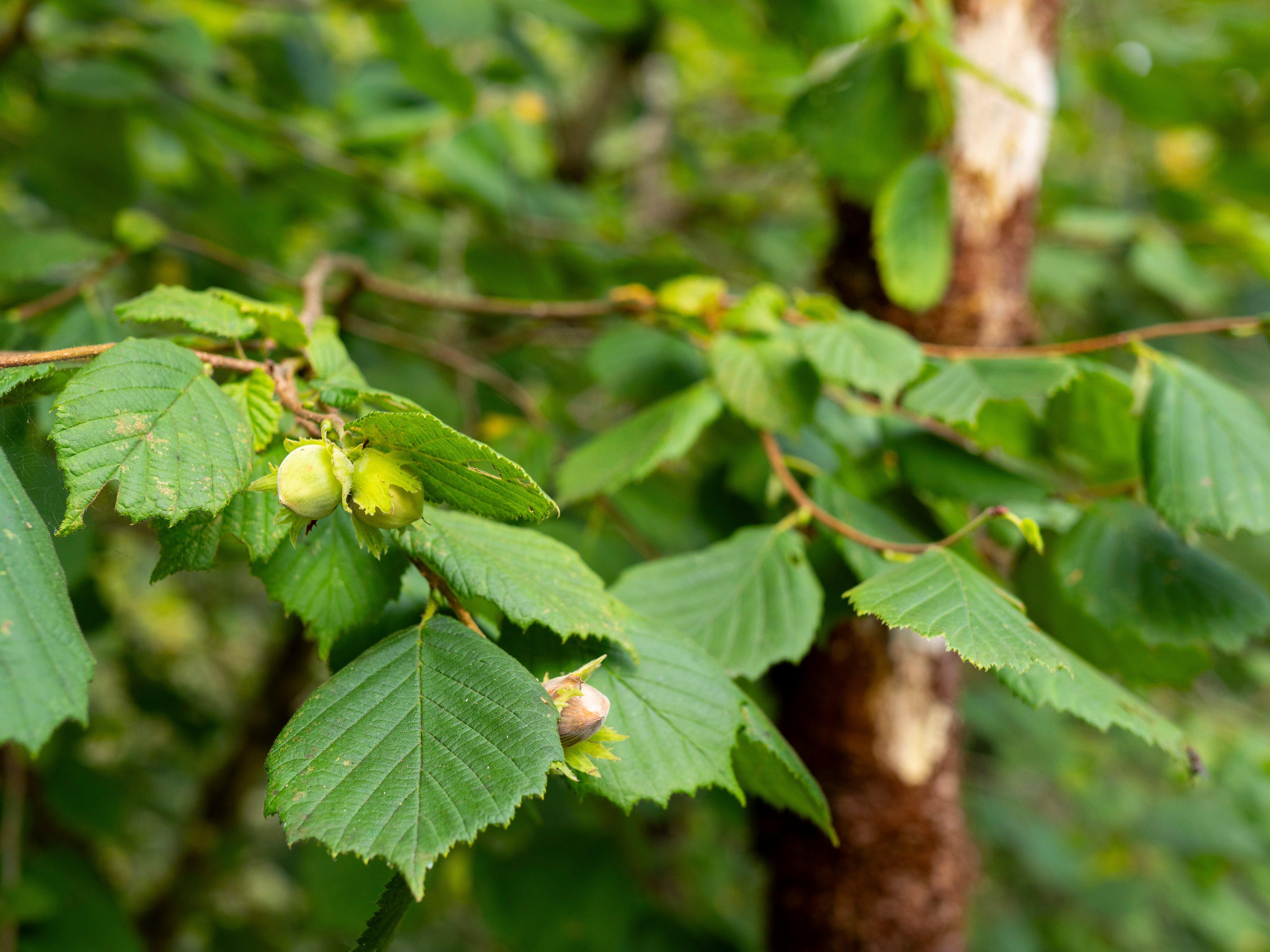 Hazel Tree