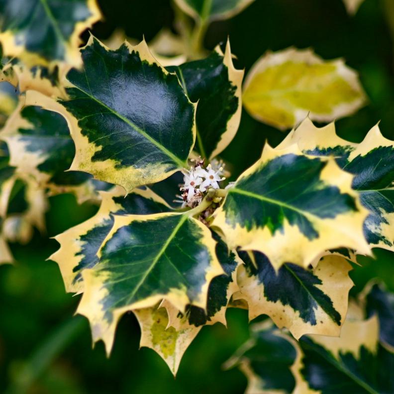 Hedgehog_holly_Ilex_aquifolium_ferox_argentea_with_tiny_white_flowers