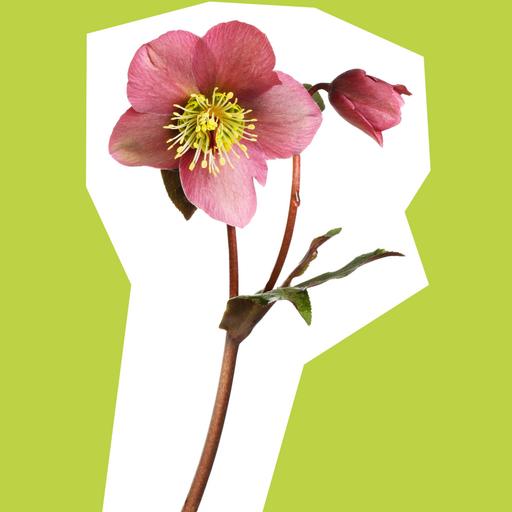 Hellebore