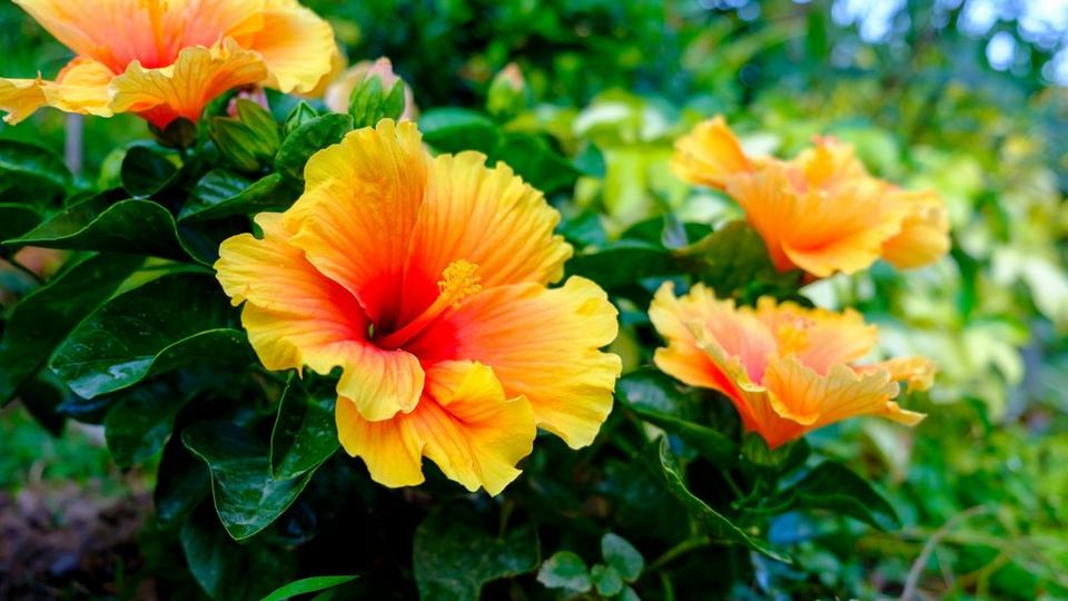 Hibiscus
