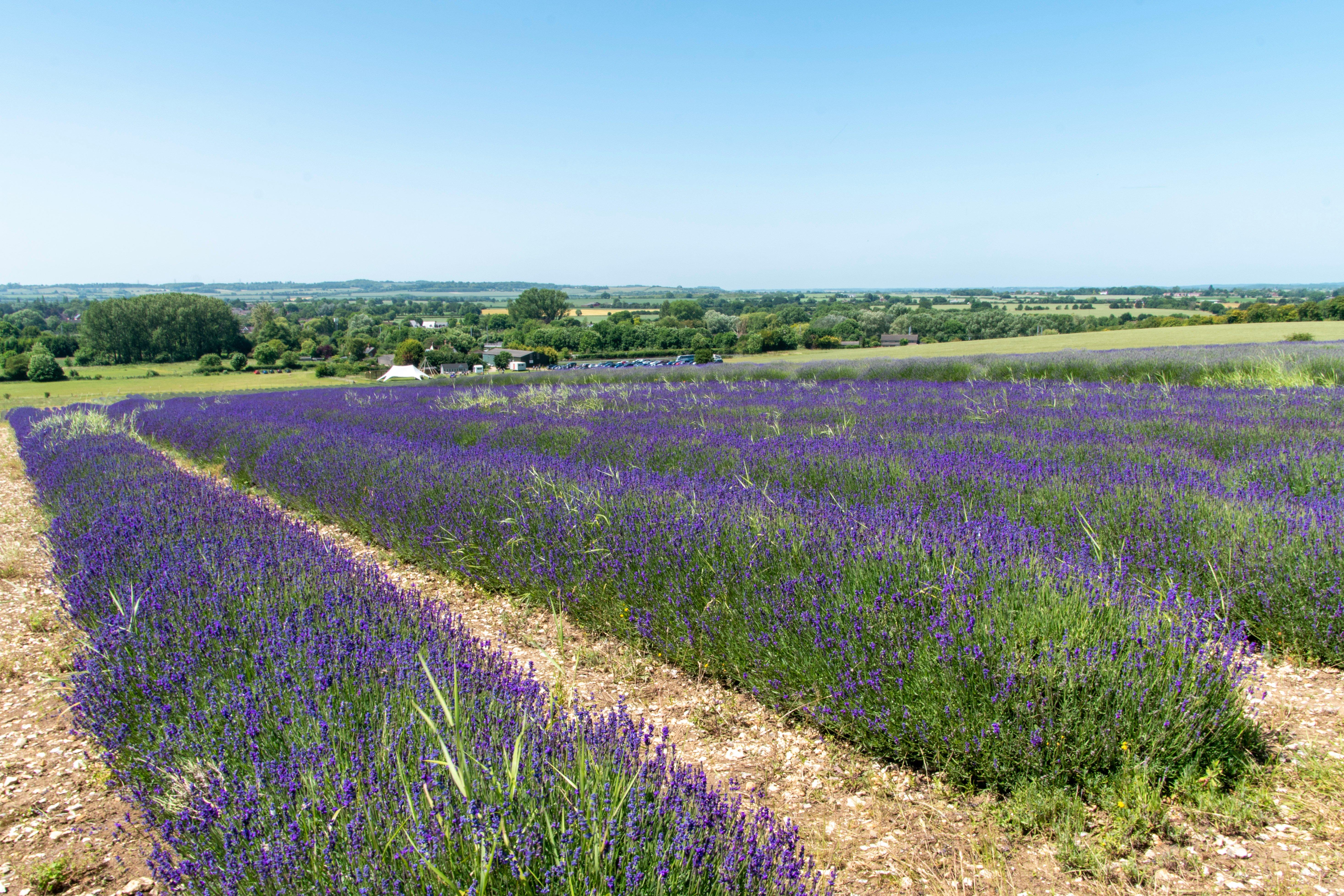 Hitchin Lavender, Hertfordshire