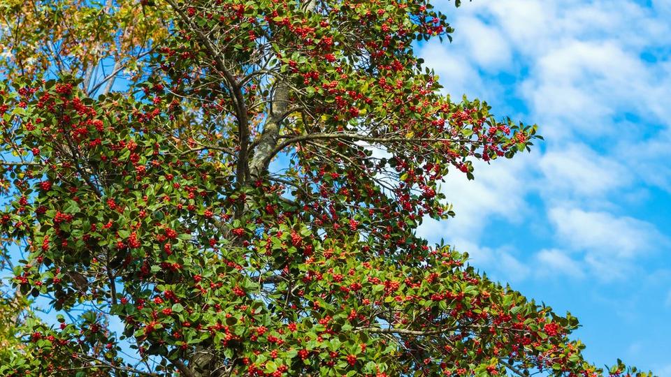 Holly Tree