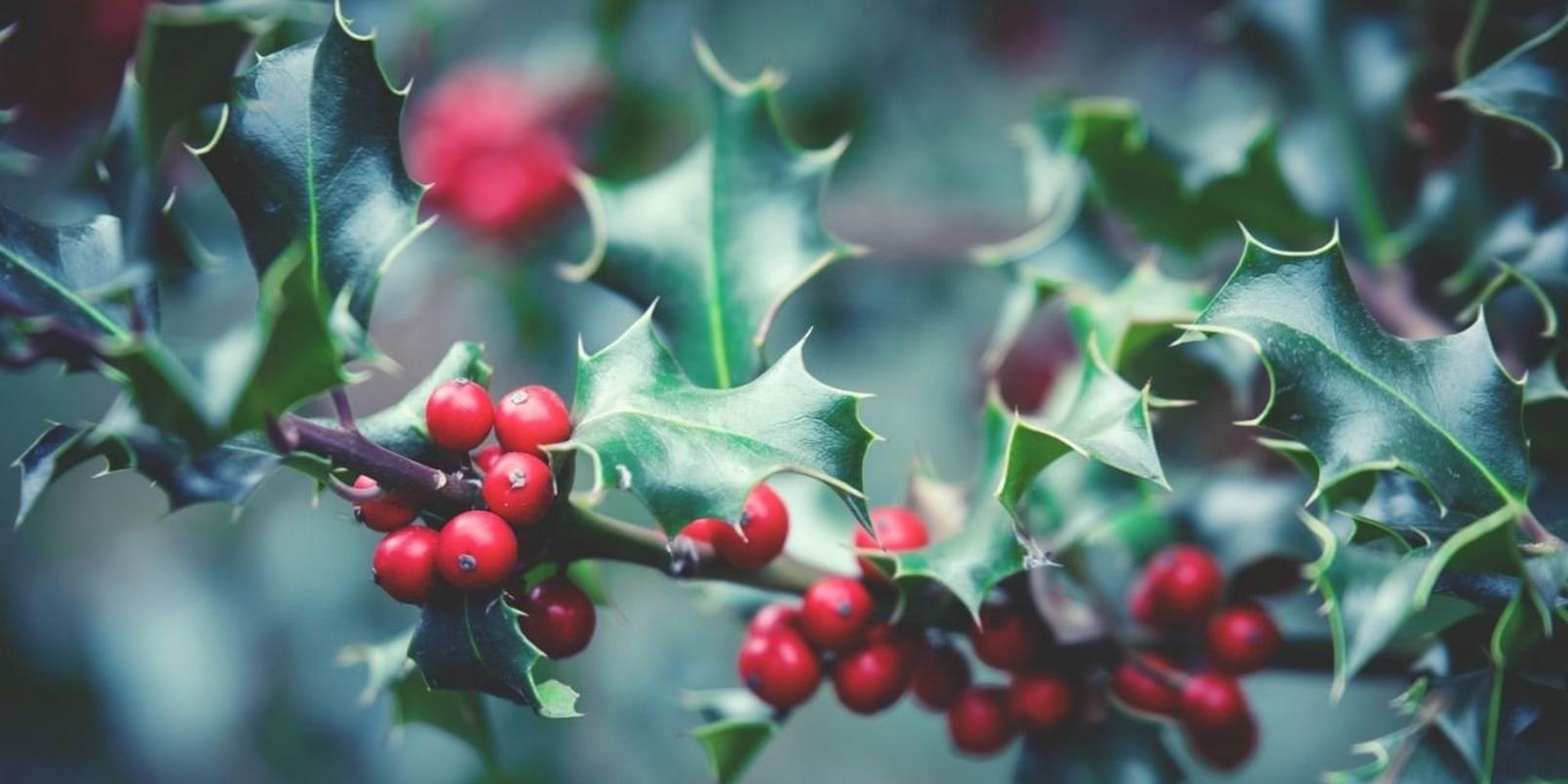 Holly