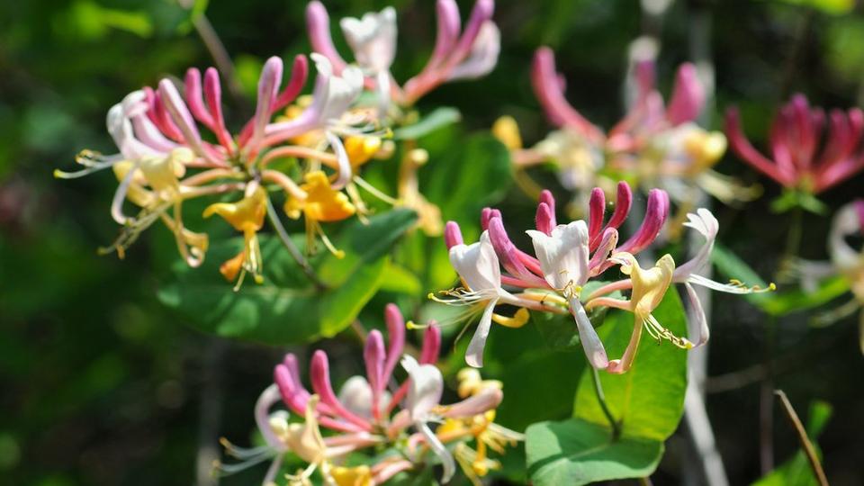Honeysuckle
