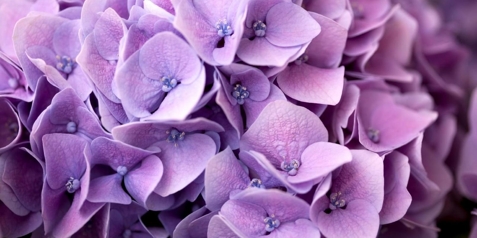 Hydrangea