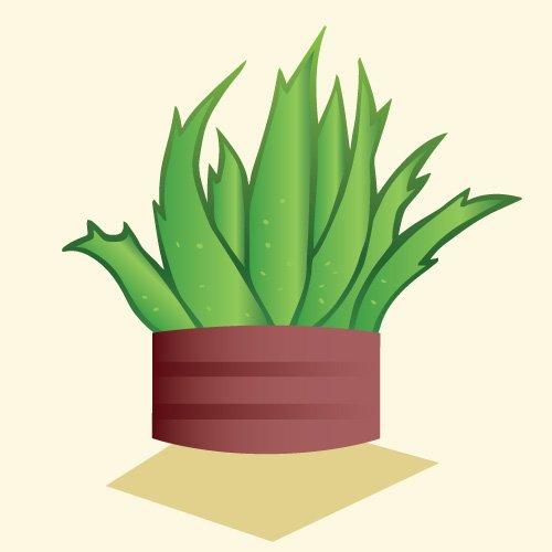 Indoor_AloeVera