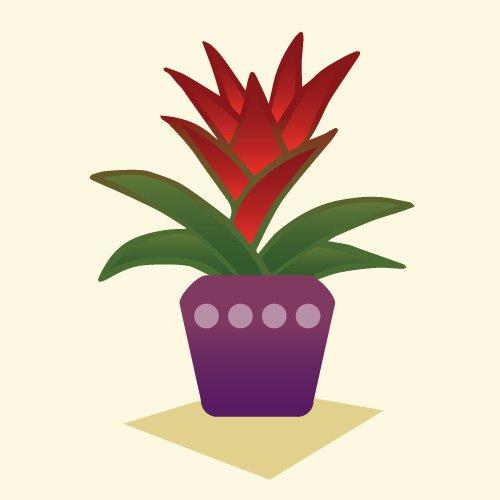 Indoor_BromeliadV2