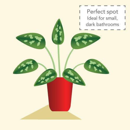 Indoor_ChineseEvergreenV2