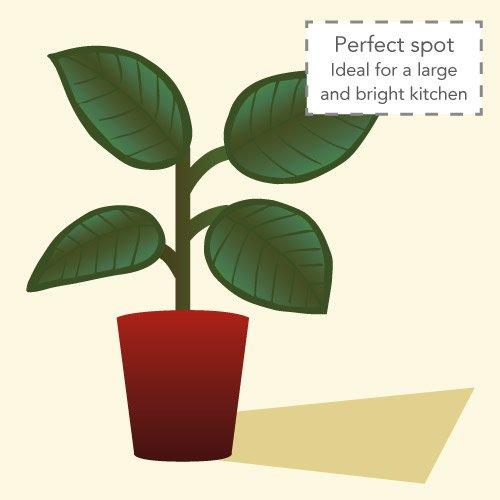 Indoor_RubberPlantV2