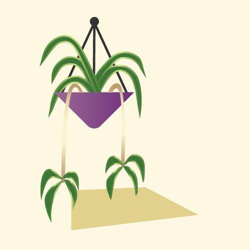 Indoor_Spiderplant