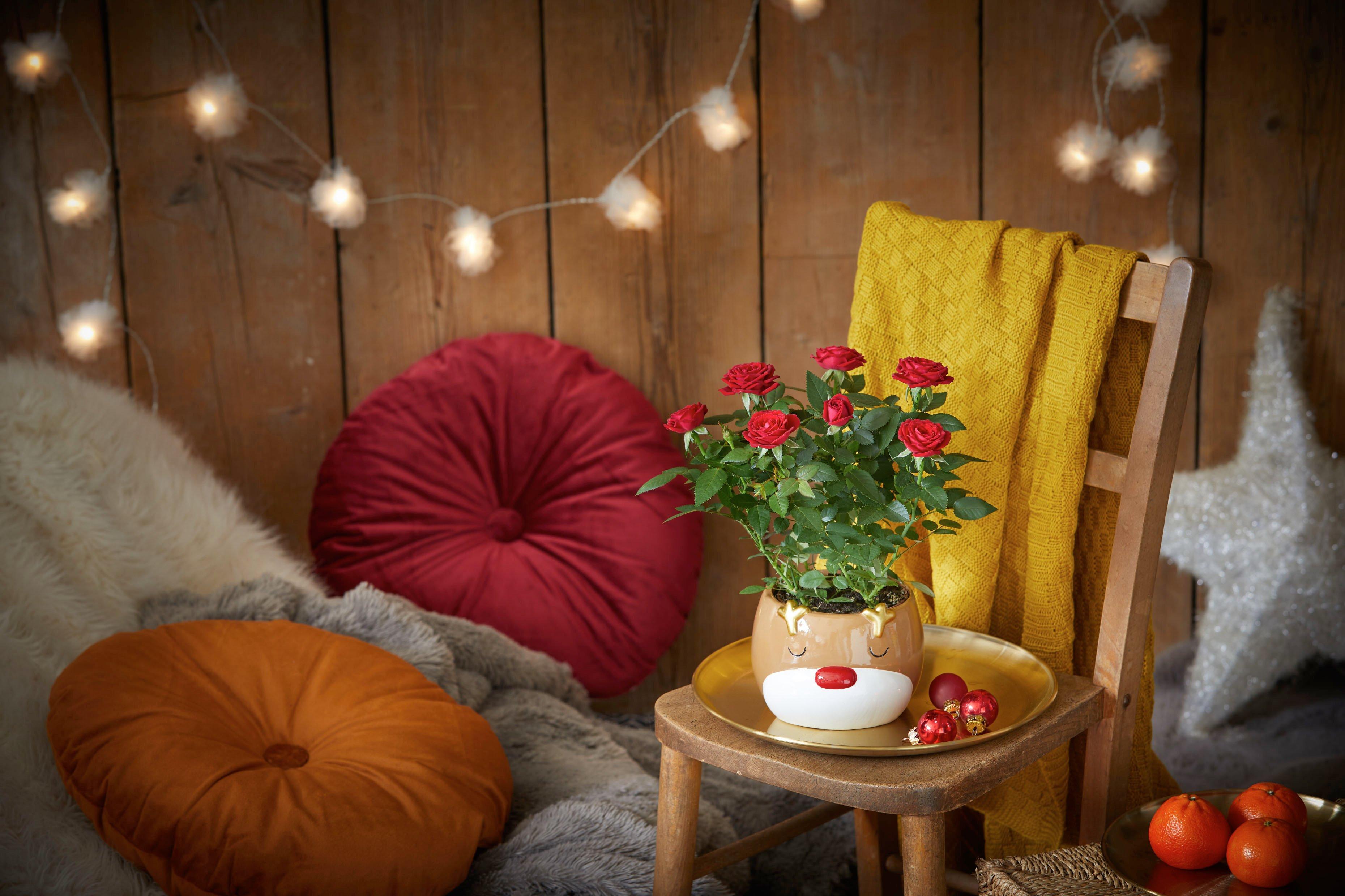 InterFloraFF2408218629P