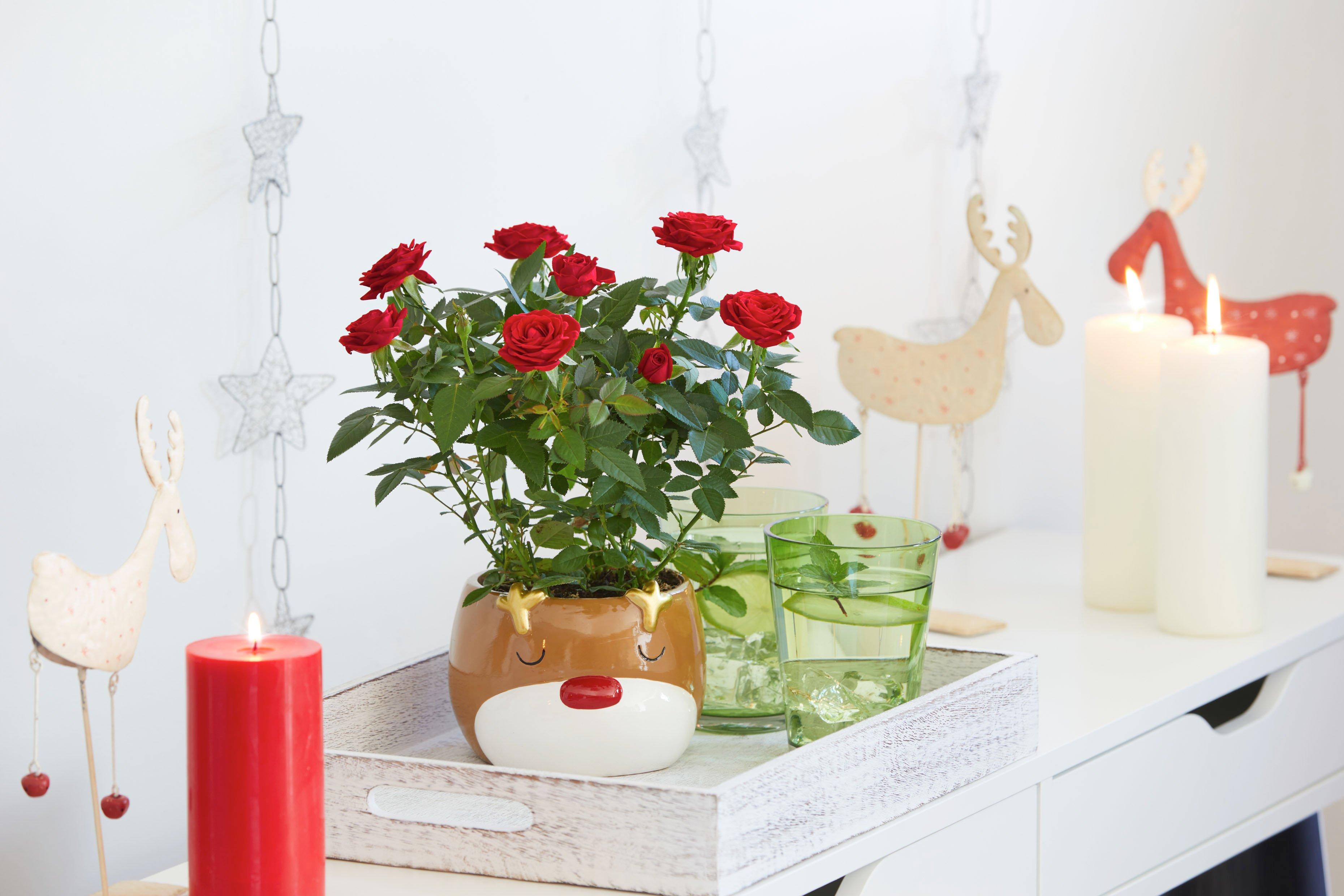 InterFloraFF2408218656R