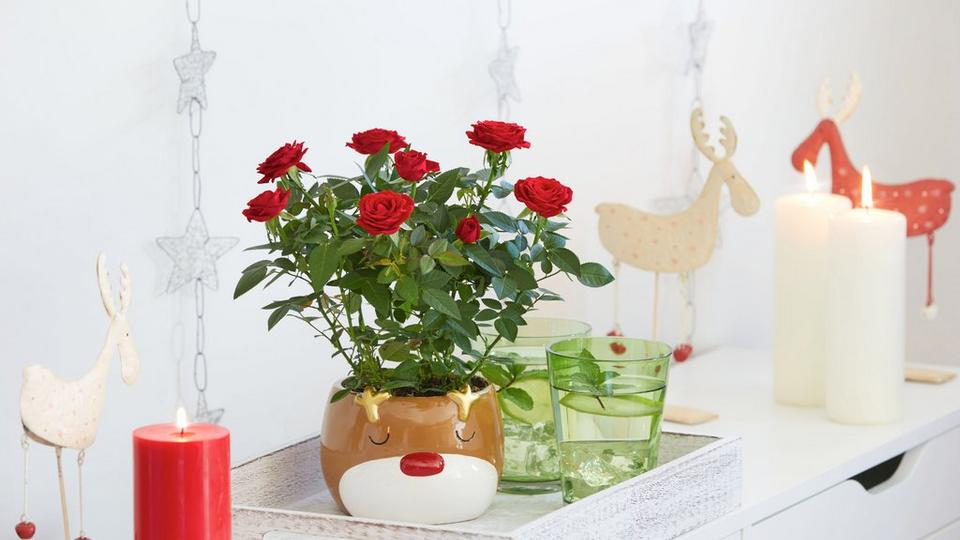 InterFloraFF2408218656R