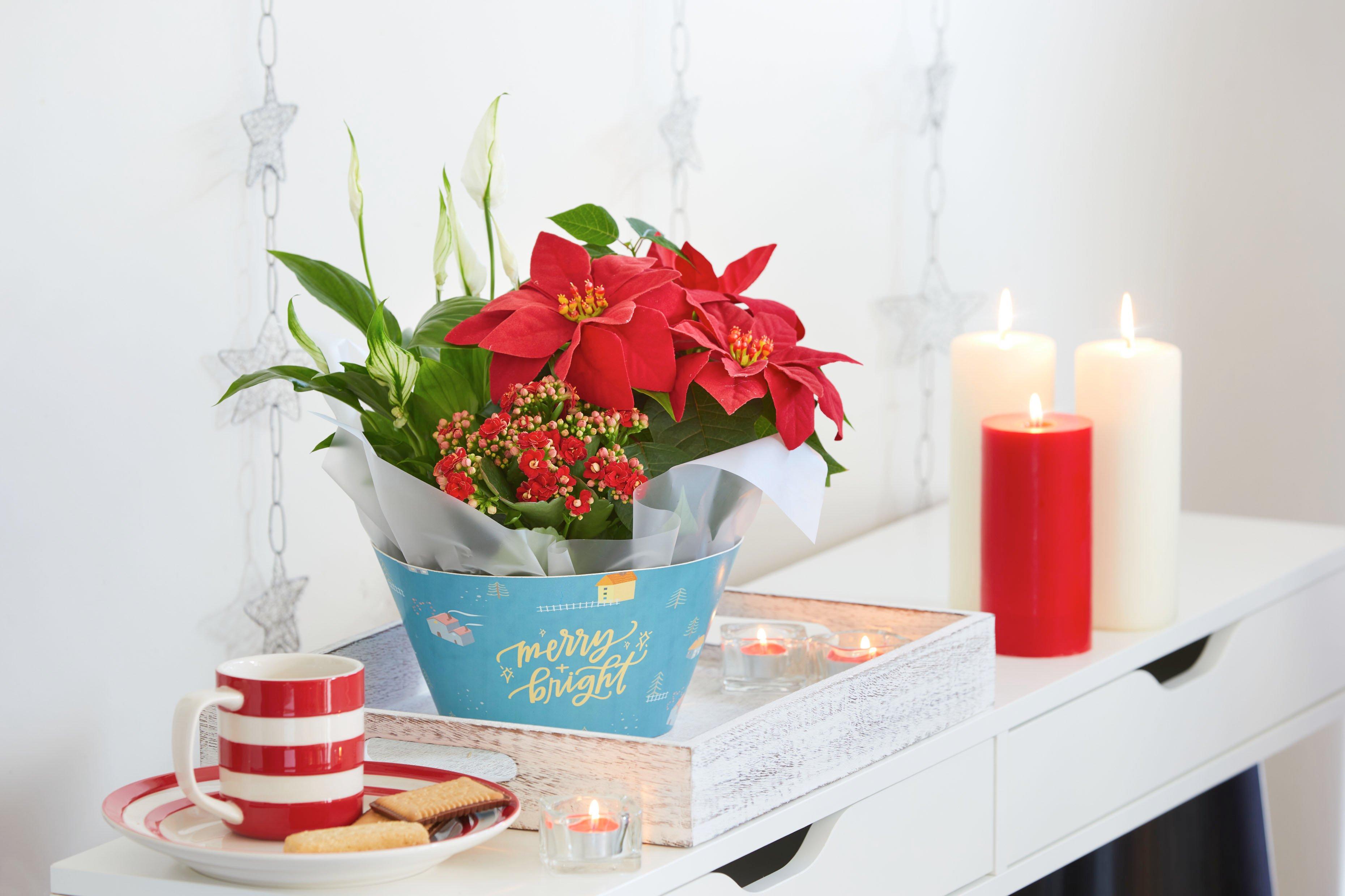 InterFloraFF2408218663R