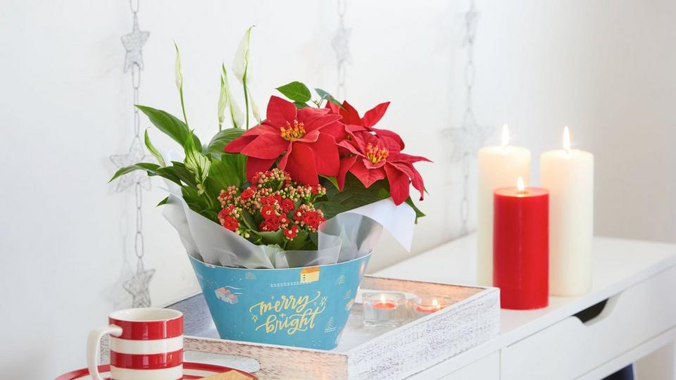 InterFloraFF2408218663R