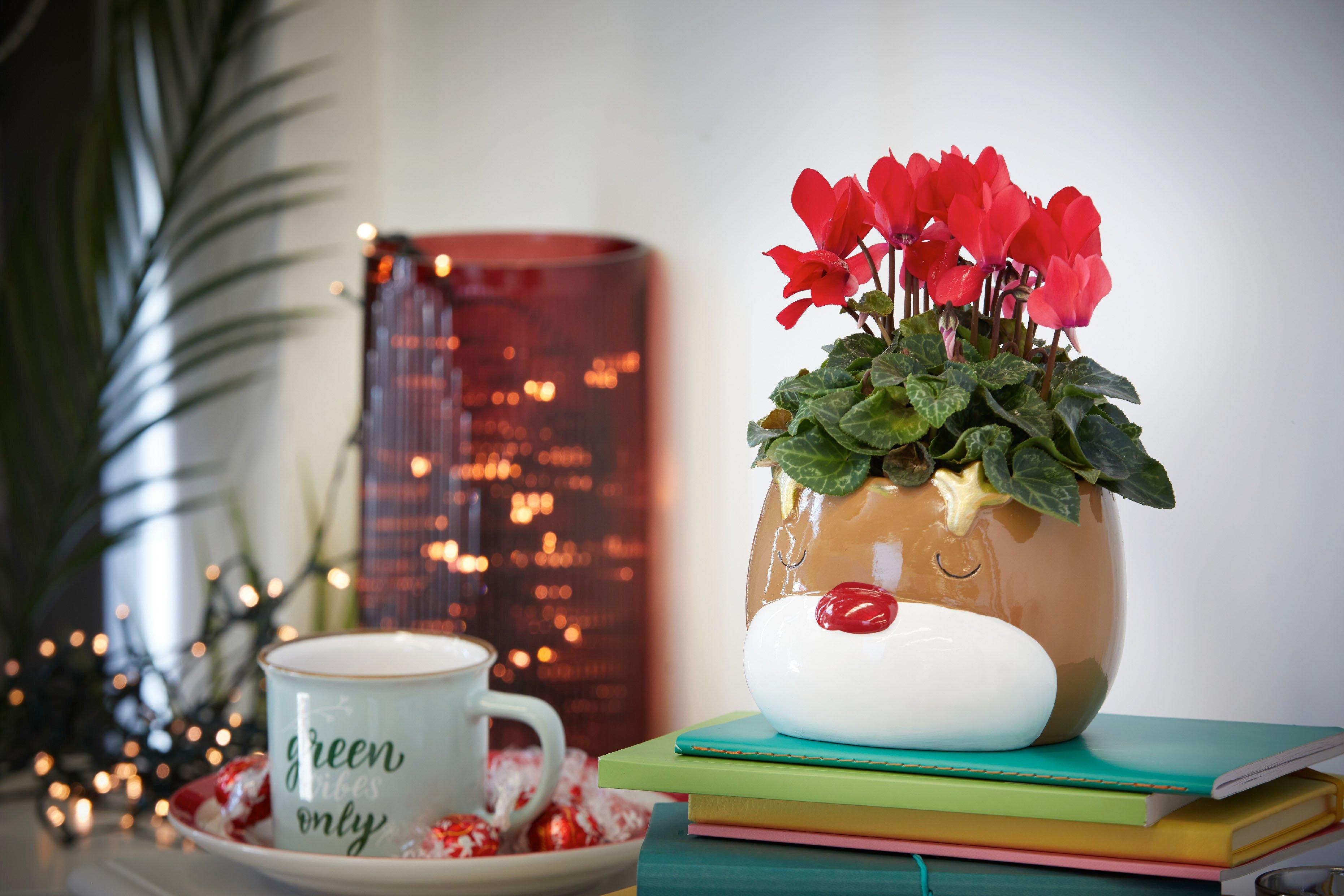 Interflora080822-FX07081P(LIFESTYLE)