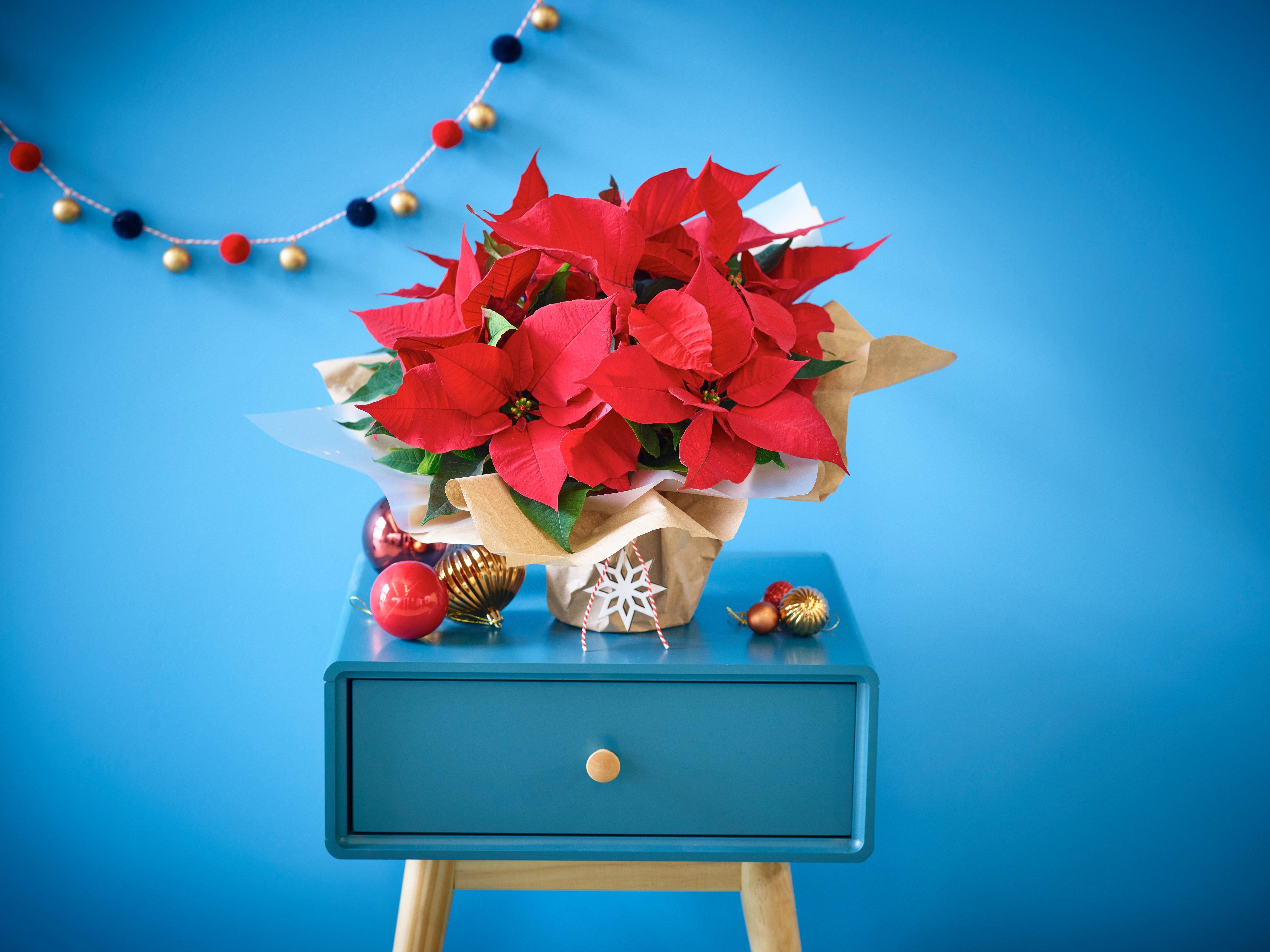 Intertflora311022-FX07101P