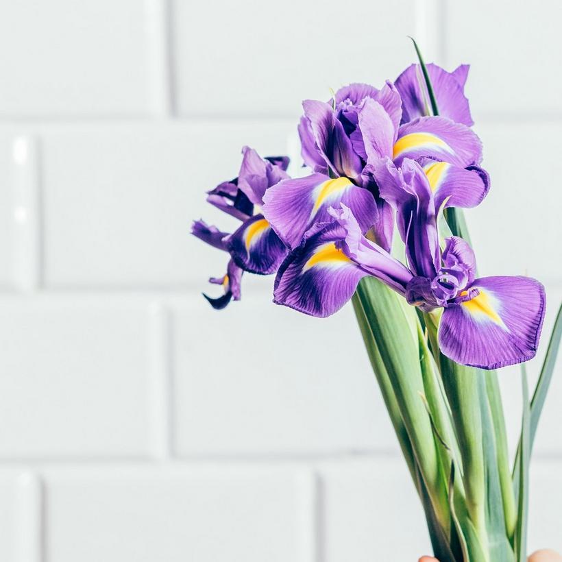 Iris-purple-stems