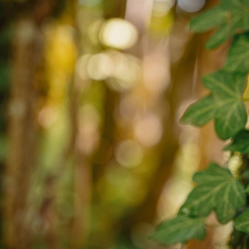 Ivy