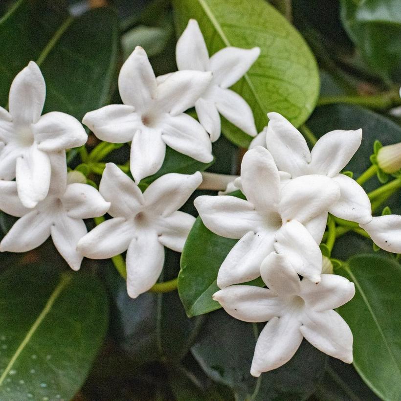 Jasmine
