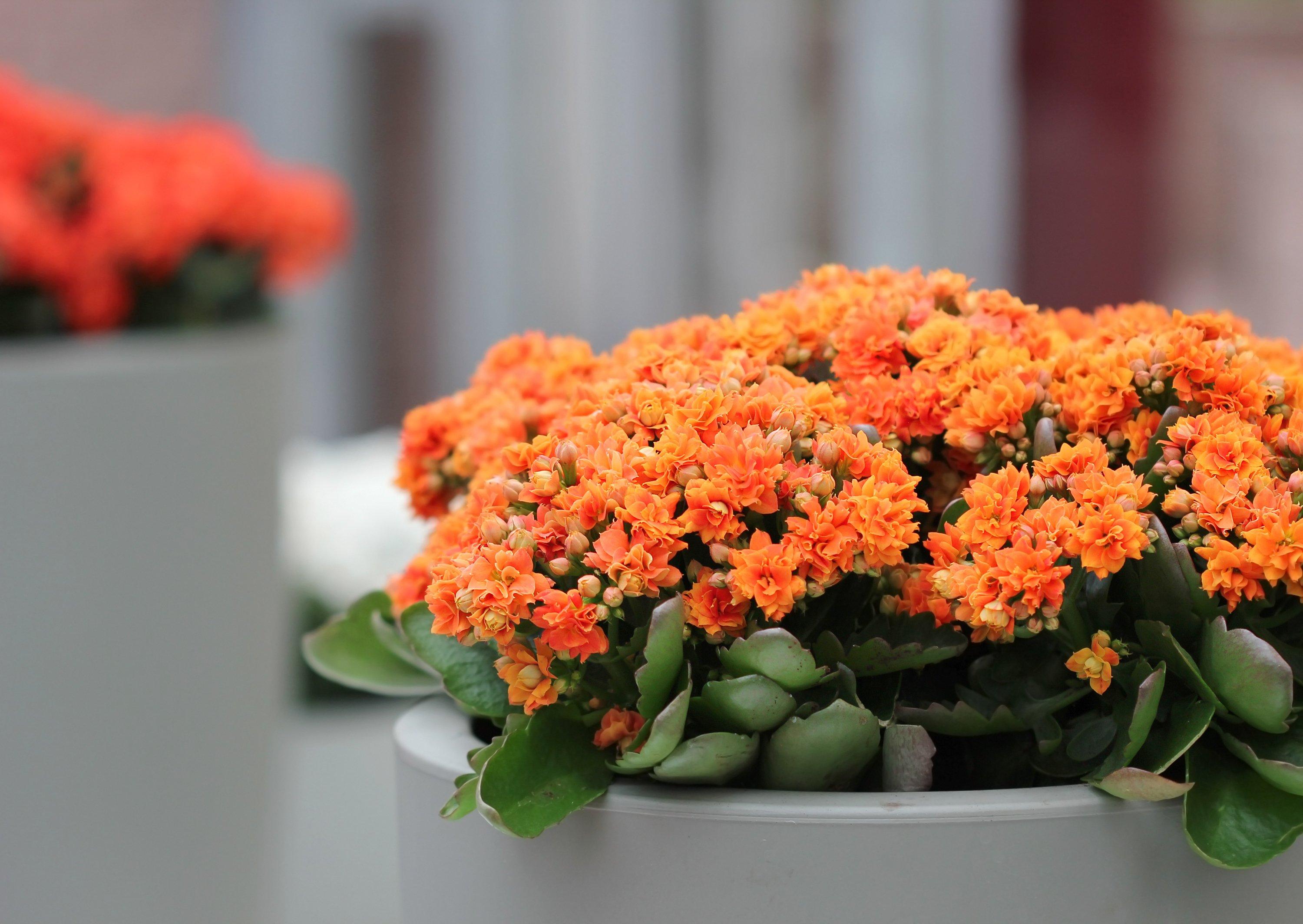 KALANCHOE