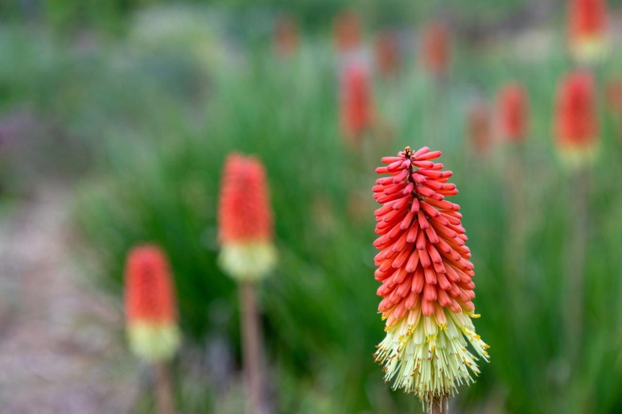 Kniphofia-red-green-flower
