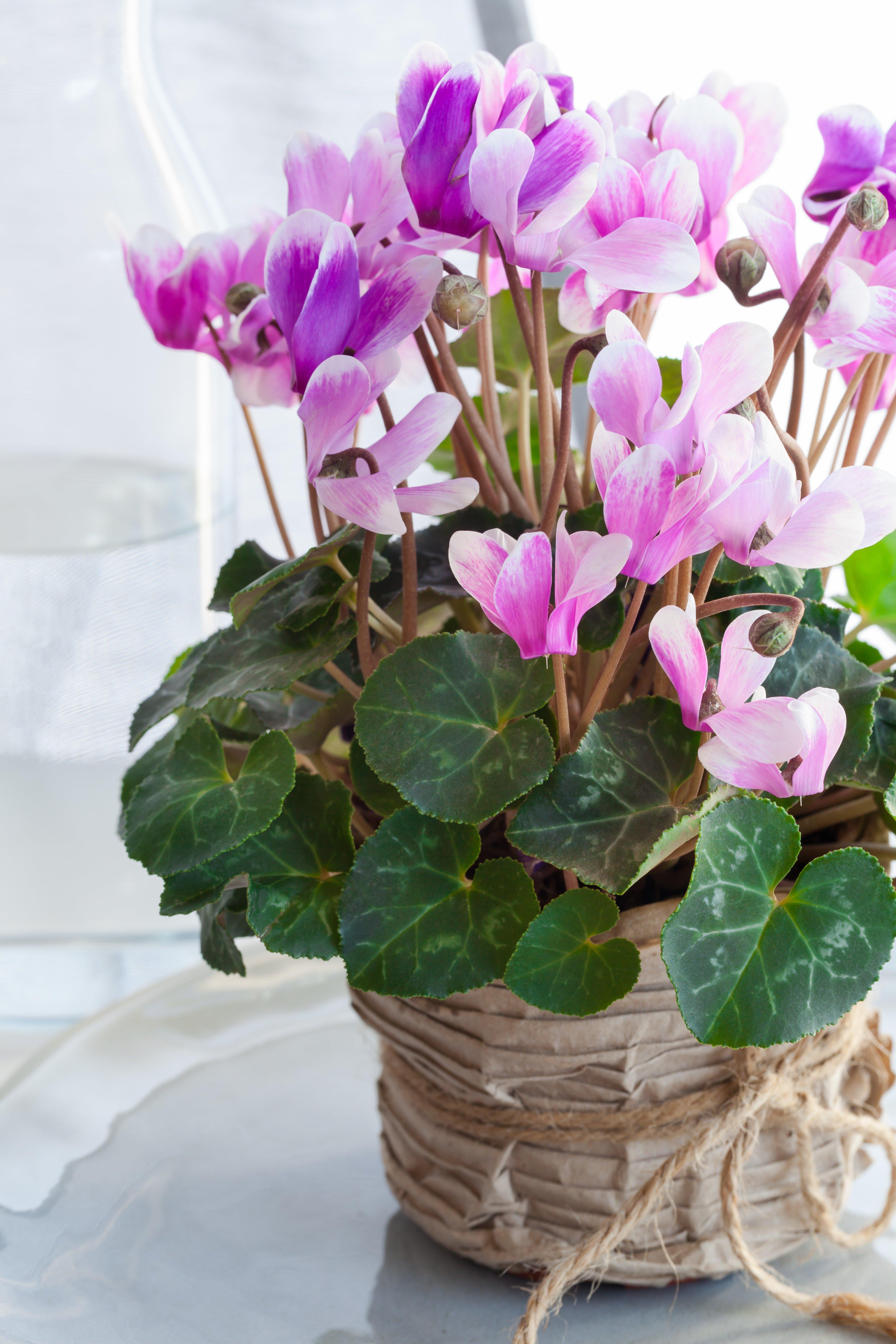 Light_purple_cyclamen_in_a_weave_basket