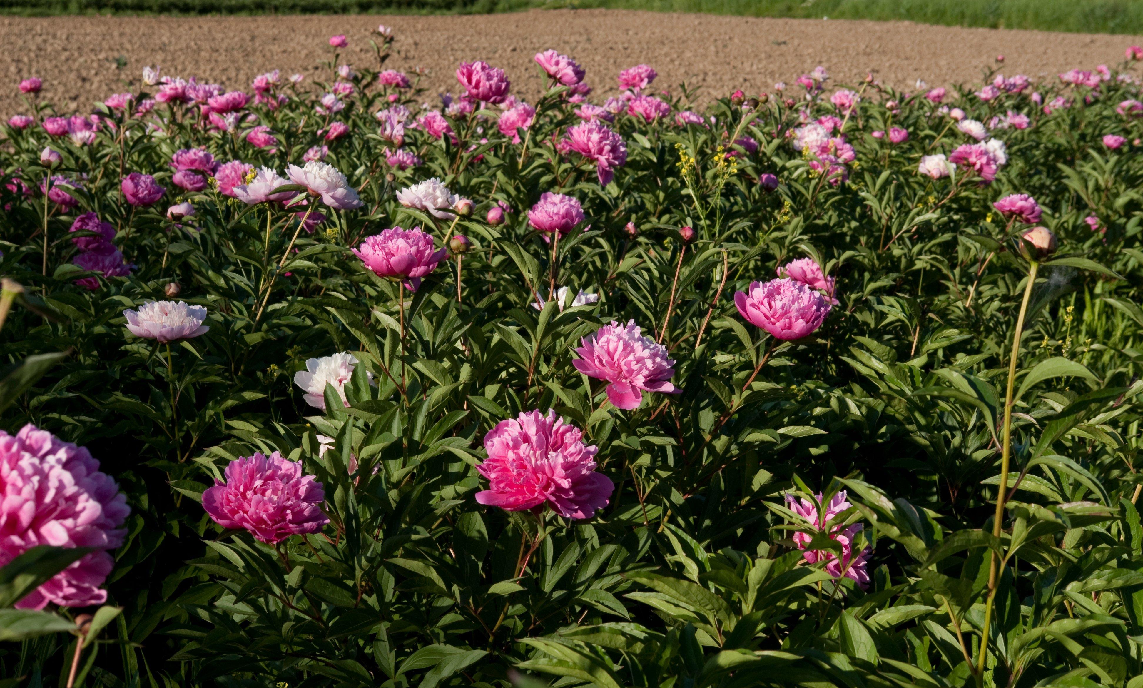 Little Budds Peony Farm