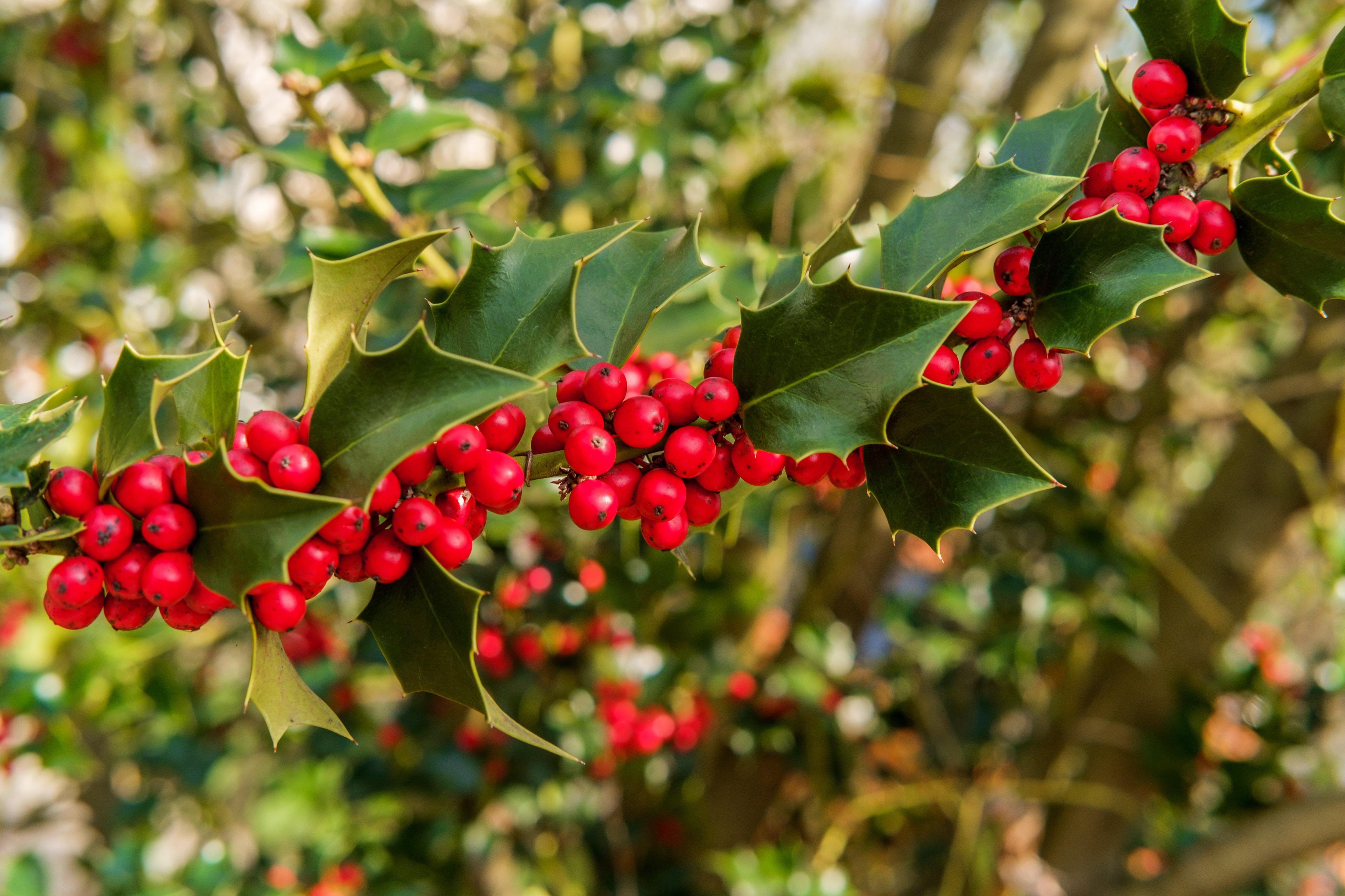 Long_stem_of_bright_red_holly_berries_and_green_leaves
