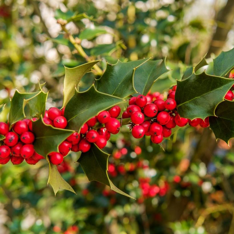Long_stem_of_bright_red_holly_berries_and_green_leaves
