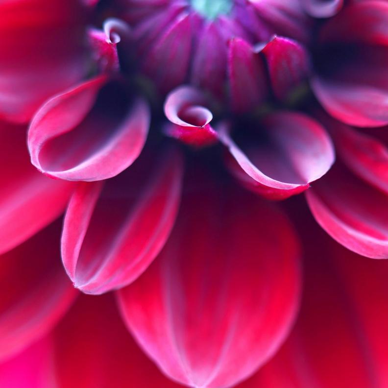 MAGENTA-FLOWERS-2