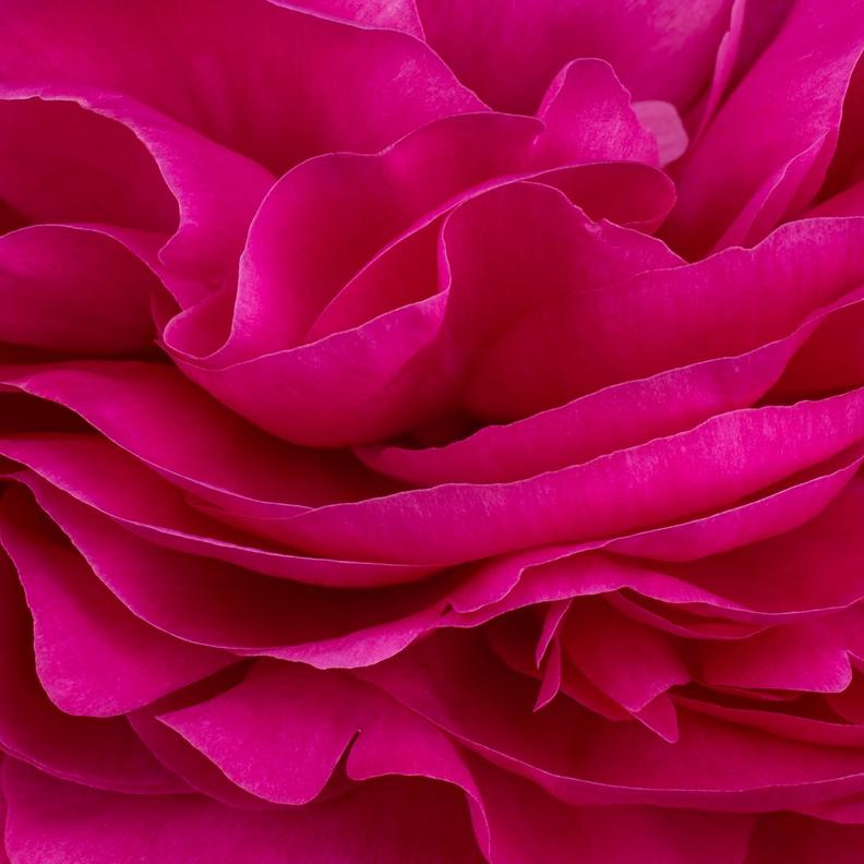 MAGENTA-FLOWERS